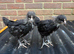 Chicks for free