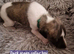 Beautiful whippet puppies for sale