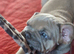STUNNING FLUFFY FRENCH BULLDOGS!!!