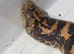 KENYAN SAND BOA - Pair