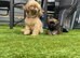 Shihpoo puppies