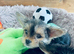2 female yorkies ready for their forever home