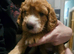 Four Beautiful F2 Cockapoo Puppies