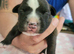Kc reg brindle staffys