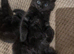 Boo – Rare Female Maine Coon x British Shorthair with Inhibitor Gene