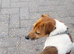 Blu the Jack Russell