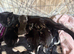 4 beautiful kittens (and Mamma)