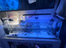 For sale two turtles and full setup