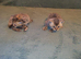 Adorable bengal cross kittens looking for their homes