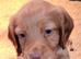 Cocker Spaniel puppy
