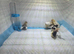 Painted quail chicks with vivarium
