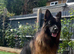 STUD KC REG, LARGE LONG HAIRED GSD