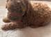 Toy poodle 1 boy 1 girl available only