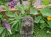 BLUE & TAN GERMAN SHEPHERD PUPPIES
