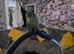 For sale male conure