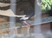 3 roller cock birds free to good home.