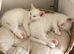 Three white kitten and one black and white kitten in Dorking ready for re-homing