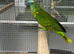 Hand Reared Baby Blue Fronted Amazons