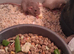8 hand reared baby rats