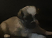 Lhasa apso cross shitzu pup 1 available