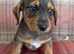 Ready to go Schnoxie pups ,