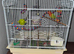 DILUTE FISCHER LOVEBIRD TAME WITH DNA