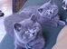 British Shorthair Kittens