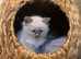 Ragdolls kittens Boy & Girl