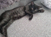 6 playful kittens ..ready now 1 left