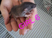 Baby girl dumbo rats