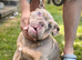 English bulldog puppies