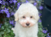 Beautiful Schnoodle Puppy  GIRL