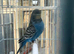 Black face, bfbw, bwbf budgies for sale