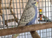 Violet baby budgies
