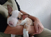 Miniature English Bull terrier
