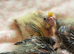 Hand-Reared Cockatiels