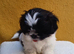Shih Tzu puppies for sale