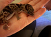 Beautiful fat tail gecko