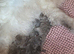 Reduced, lilac male and female blue Persian kittens