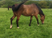Bay mare