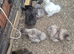 flock of Silkie growers