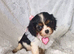 Beautiful cavalier king charles puppies