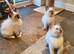 Beautiful GCCF Registered Ragdoll Kittens