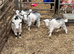 Castrated dehorned Pygmy goat kids