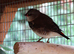 1 x Juvenile Diamond Firetail Finch