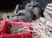 *** Pretty twin Chinchilla sisters***