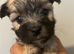 Morkie puppys