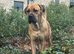 Beautiful rare fawn cane corso for stud