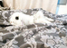 Mini lion lop
