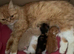 Persian cross kittens ready now